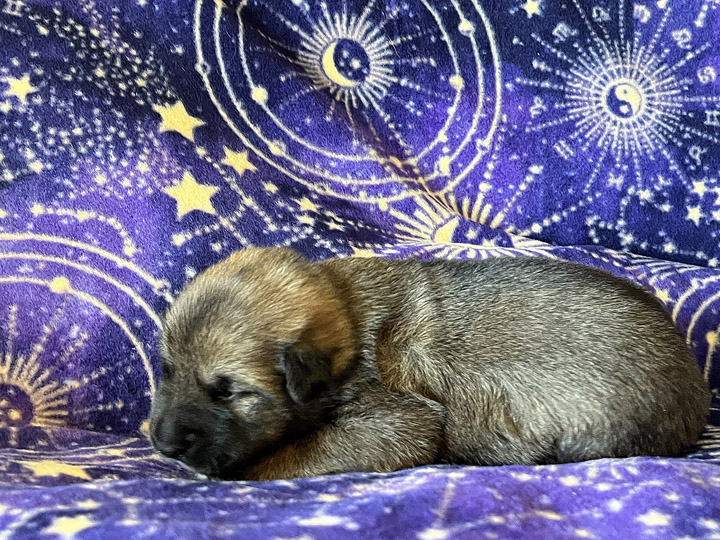 chinook puppy